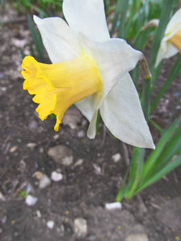 Daffodil 4