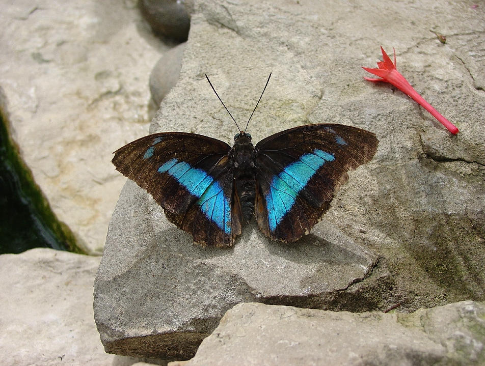 Shoemaker Butterfly by Stargem on DeviantArt