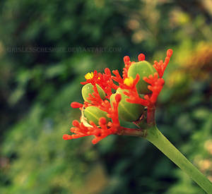 Cypress Gardens XVII