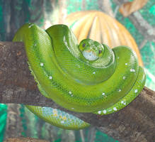 Green Tree Python