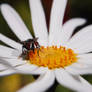 Fly on a Flower