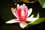 Waterlily by game-breaker
