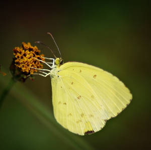 Yellow Butterfly