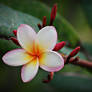 Frangipani II