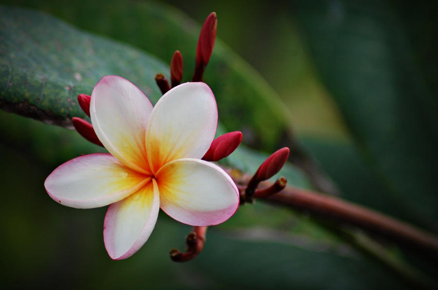 Frangipani II