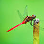 Dragonfly Poised