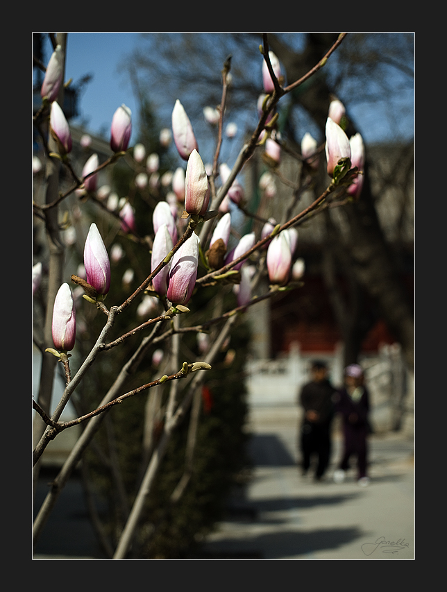 taoist temple