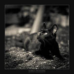 Momo The Black Cat by IzabelaMilczarek