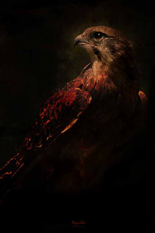 Aquila - Animal series