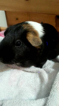 Pixie the Guinea Pig 2