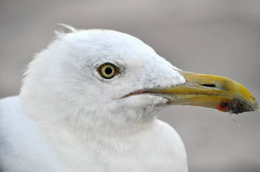 bird profile