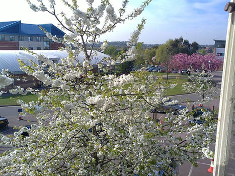 Blossoms in the Office