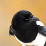 Peanutty Magpie