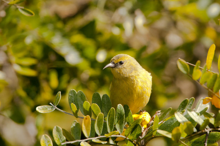 Female Hawai'i 'Amakihi