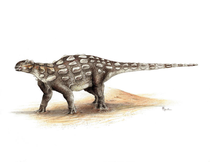 Gobisaurus domoculus