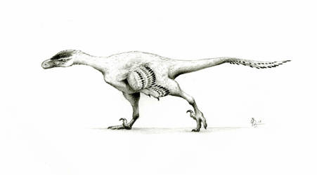 Dromaeosaurid