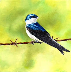Tree Swallow on Barbed Wire