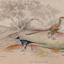 Les Dromaeosauridae