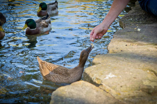 Hand Feeding