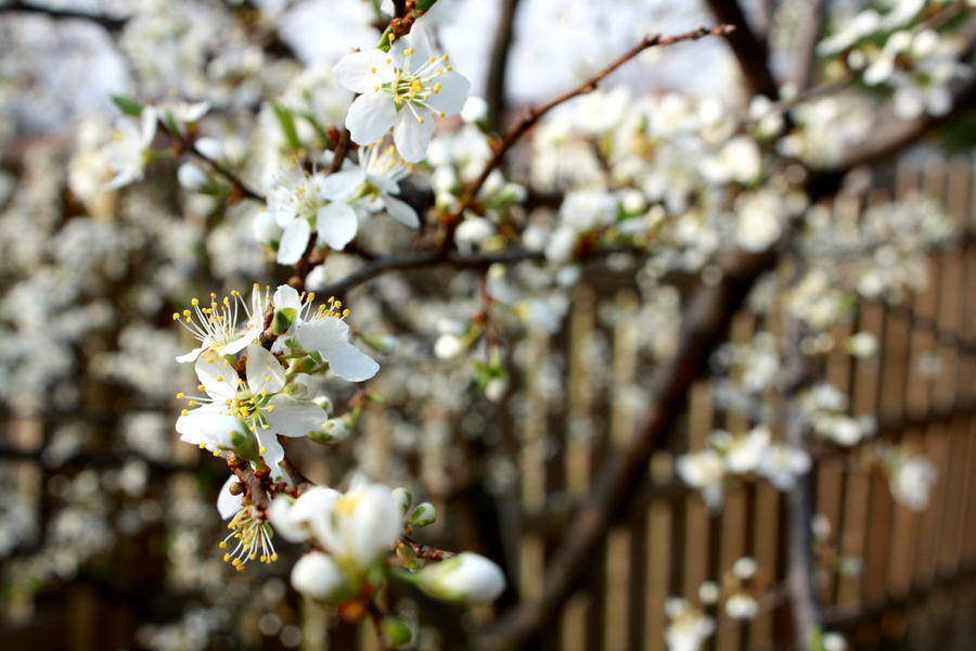Budding Tree by JCWeber on DeviantArt