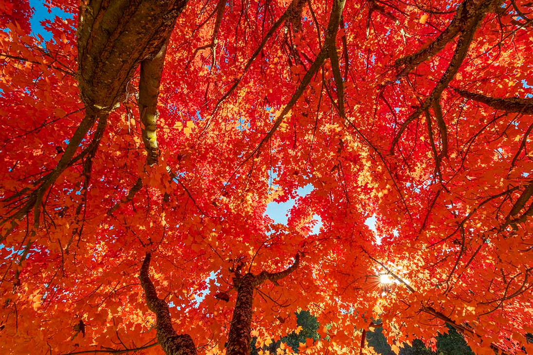 Inside the maple tree by Davidevgen on DeviantArt