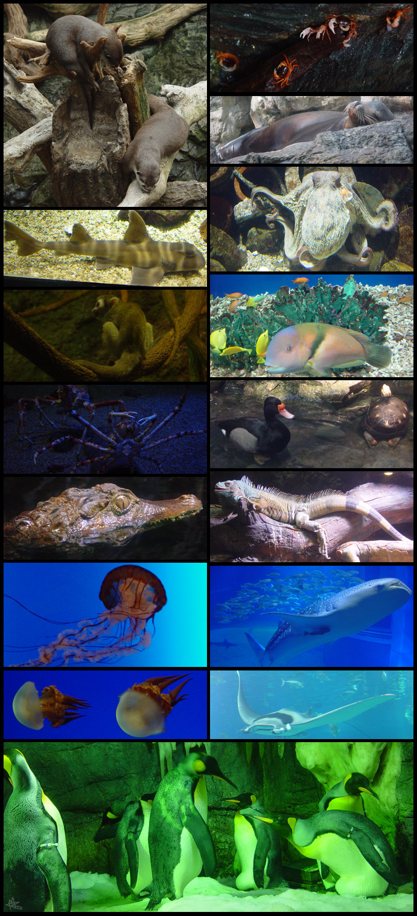 Japan - Osaka Aquarium