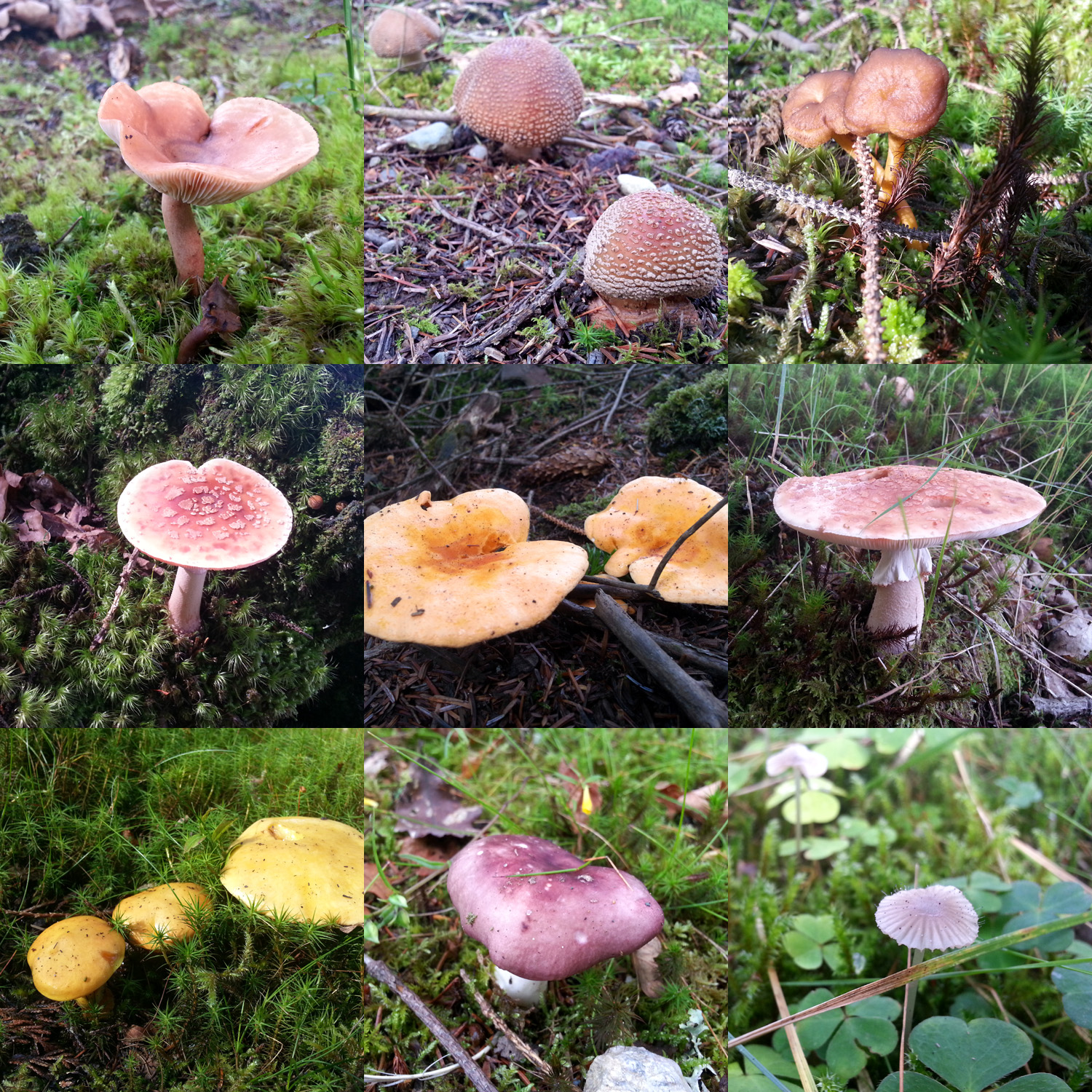 Mushrooms by KupoGames
