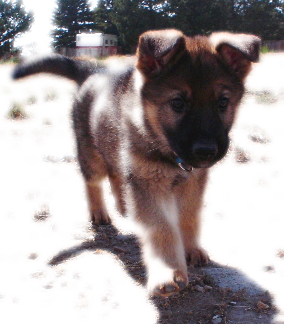 Euryp my German Shepherd pup..