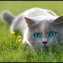 cat with blue eyes