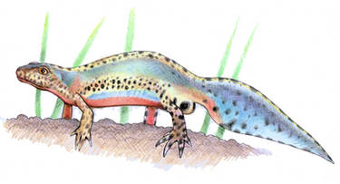 Ichtyosaura alpestris 2