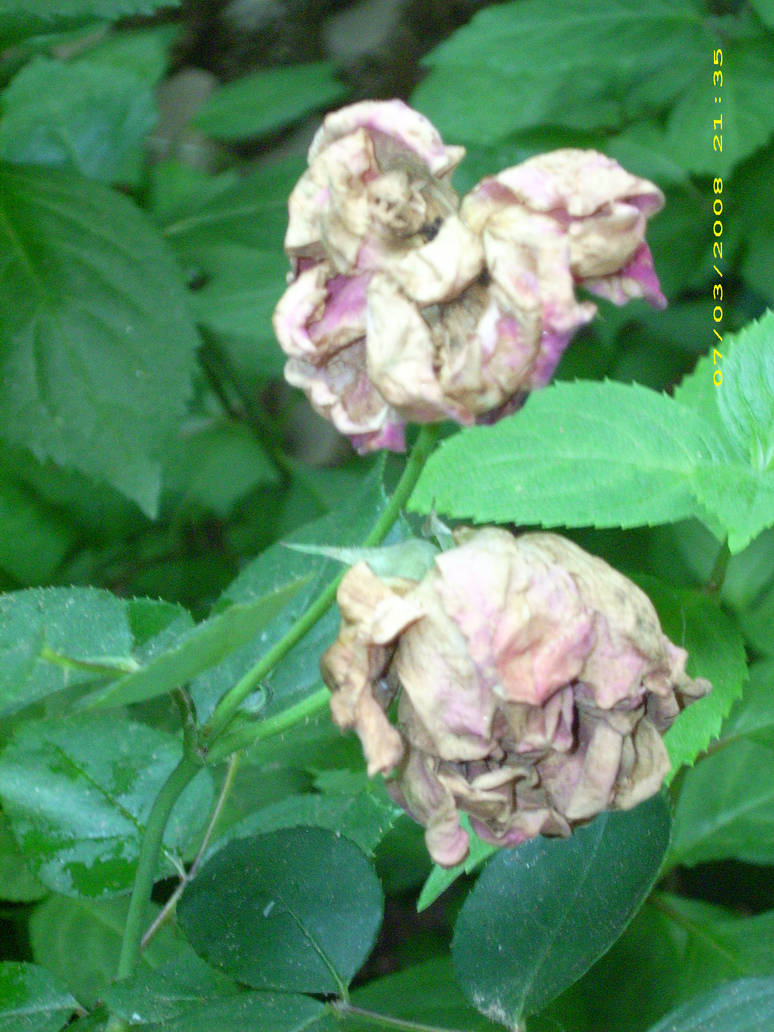 Dead Roses by LadyLeana on DeviantArt