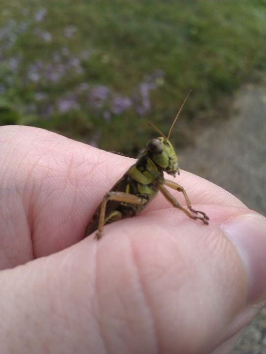 Oh, Grasshopper