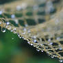 Wet Net