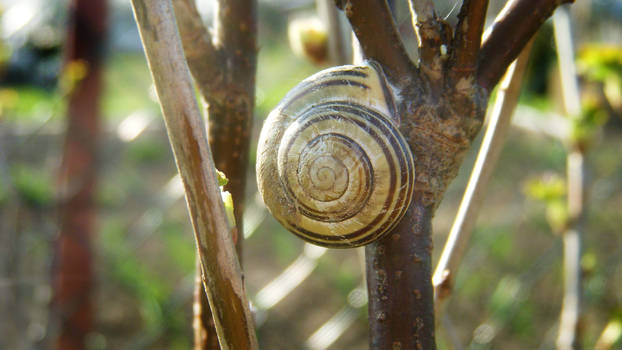 snail2