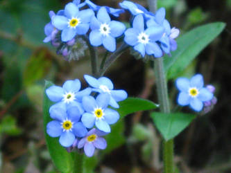 Blue Flower