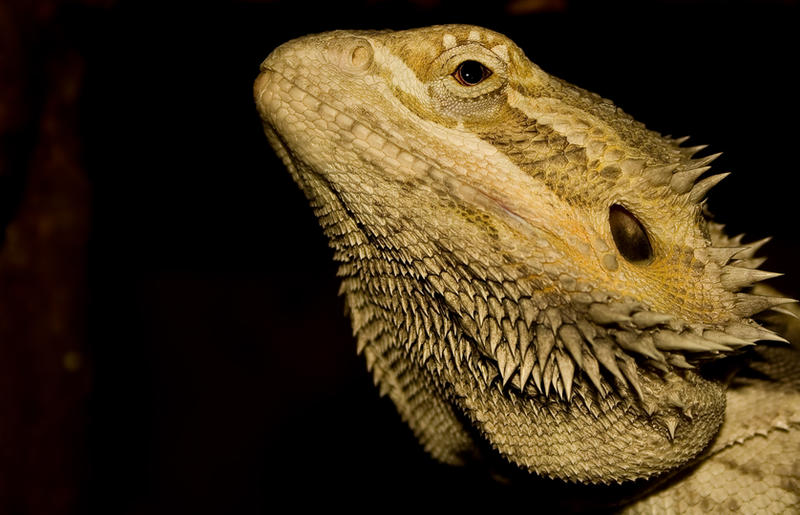 Bearded Dragon Head By BadassDesigns On DeviantArt