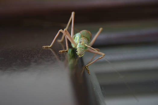 Grasshopper