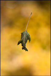 flying leaf