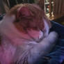 Help Save Sweet Baby Tidus