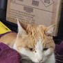 Help Save Sweet Baby Tidus