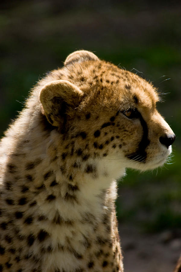 Cheetah Looking