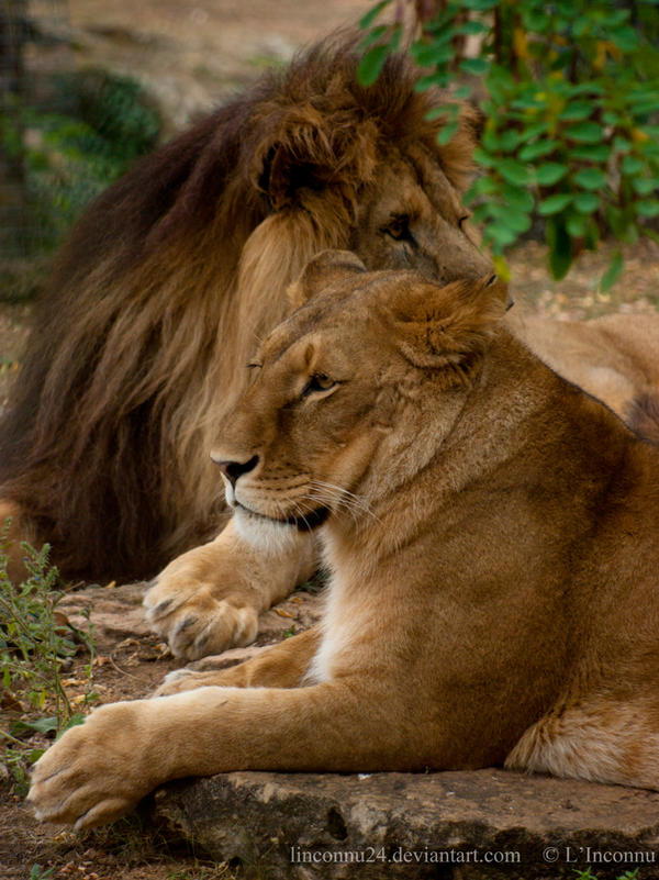 Zaran Commish - Couple of Lion