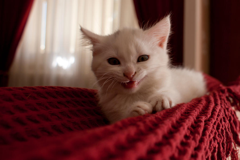 Less Meow Meow by LInconnu24 on DeviantArt