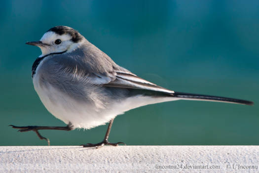 White wagtail