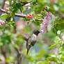 Ruby-throated Hummingbird