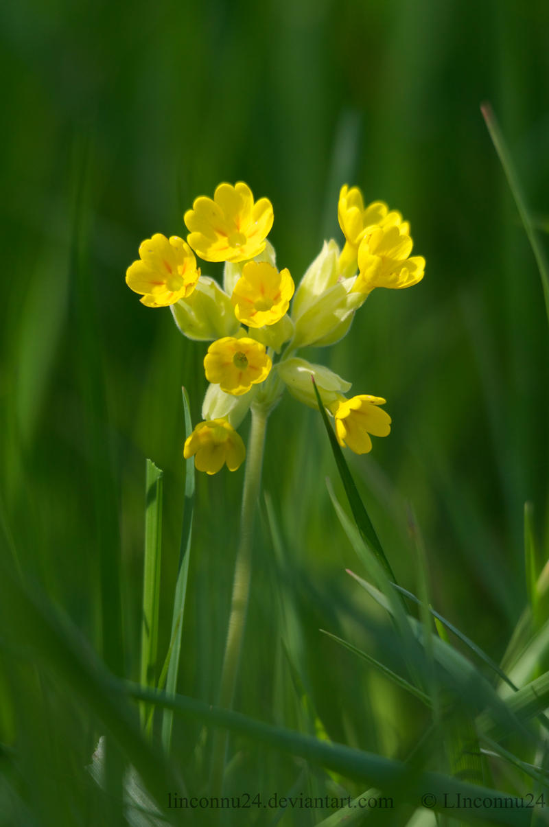 Primula veris