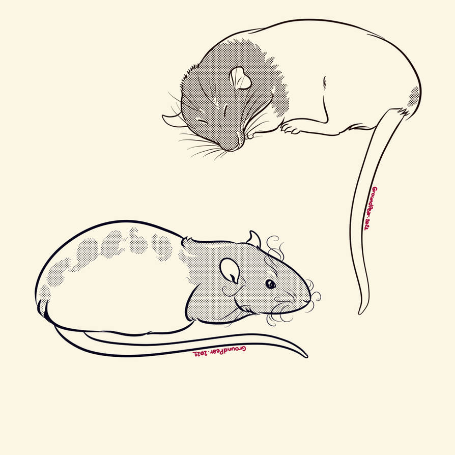 Rats sketch :3 by groundpear on DeviantArt