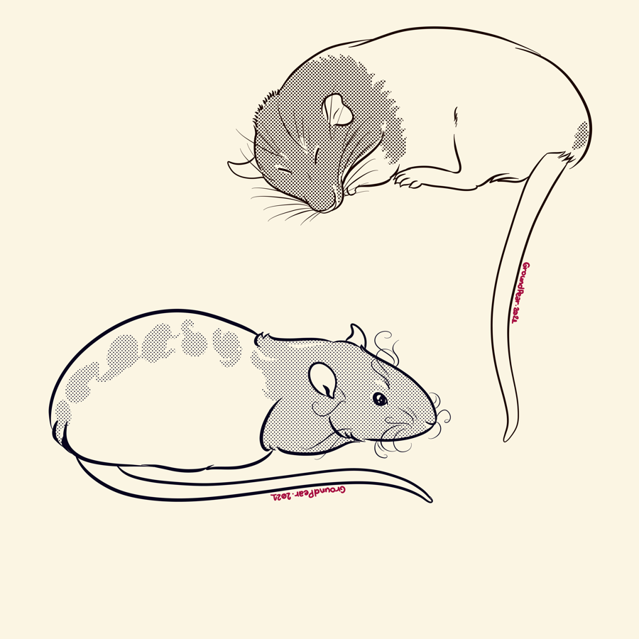 Drawed Rats Rats sketch :3 by groundpear on DeviantArt