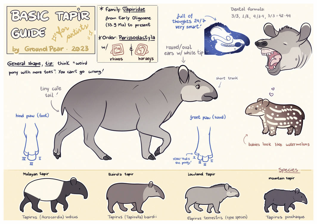 Basic tapir guide for artists by groundpear on DeviantArt