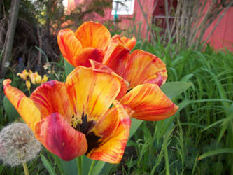 colorful tulip